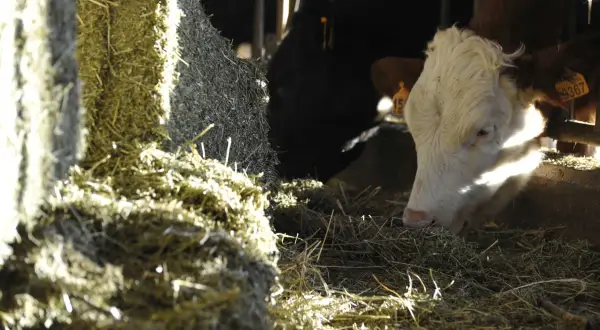 Mucca bianca e nera mangia il foraggio, cibo essenziale per il bestiame.