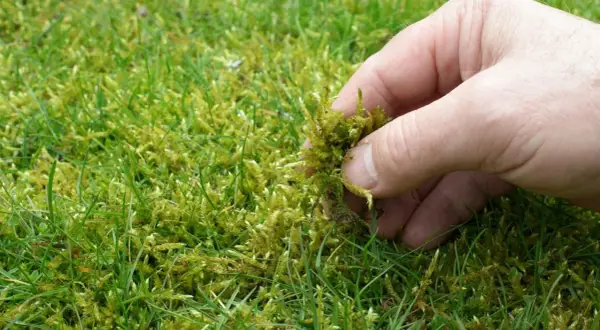 Eine Hand entfernt Moos aus dem Rasen. Dies ist ein Schritt, um den Rasen zu kalken und ihn gesünder zu machen.