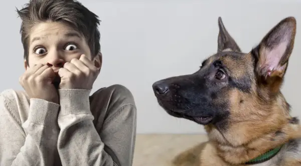 Un niño asustado mira a un perro. Aprende cómo quitar el miedo a un perro a las personas con paciencia y confianza.