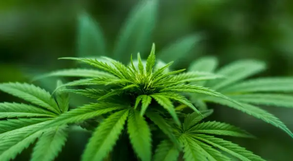 Pianta di cannabis in una grow box piccola, con foglie verdi e dettagliate.