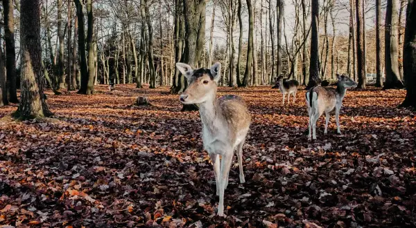 Wildpark Schwarze Berge: Was Sie wissen müssen Tipps & Tiere