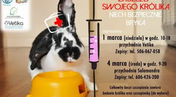 Ile kosztuje wizyta u weterynarza z królikiem? Sprawdź ceny i usługi