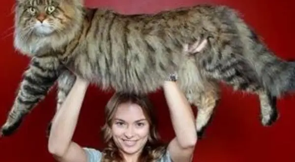 Cuánto mide un gato: medidas sorprendentes que debes conocer