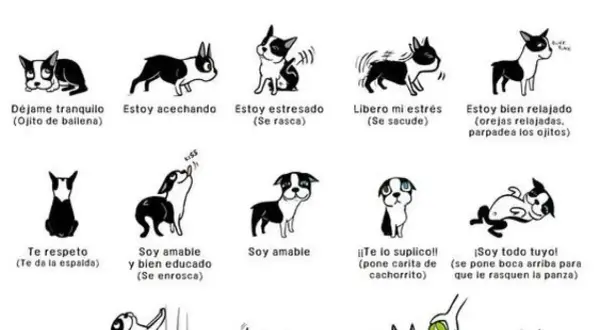 Ilustración de perros mostrando señales de calma y estrés. Cada dibujo representa una emoción canina, desde "Déjame tranquilo" hasta "Soy todo tuyo".