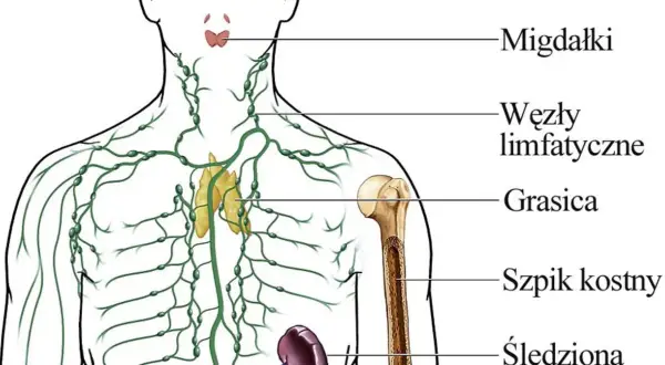 Schemat układu odpornościowego: migdałki, węzły chłonne, grasica, szpik kostny i śledziona.
