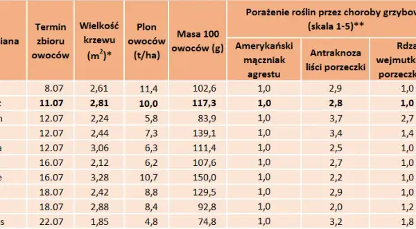 Kiedy sezon na porzeczki? Zbiory, odmiany i przetwory