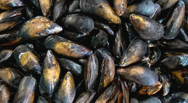 Montón de mejillones al vapor listos para ser disfrutados. Sus conchas oscuras y doradas brillan, prometiendo un sabor marino delicioso.