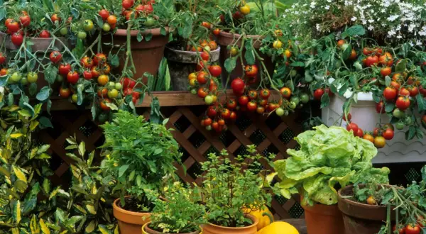 Balkon pełen życia: dojrzewające pomidorki koktajlowe zwisają z doniczek, obok sałata i inne zioła.