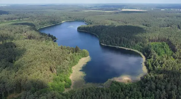 Malownicze jezioro Wilcze otoczone gęstym lasem sosnowym, z widocznymi trzcinami na brzegu.