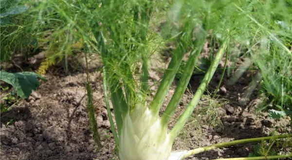 Una pianta di finocchio con bulbo bianco e foglie verdi piumose cresce nel terreno.