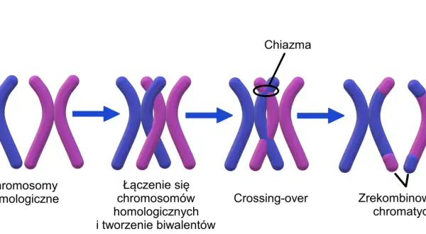 Ilustracja pokazuje proces crossing-over, kluczowy etap mejozy, gdzie dochodzi do wymiany fragmentów między chromosomami homologicznymi, tworząc rekombinowane chromatydy.