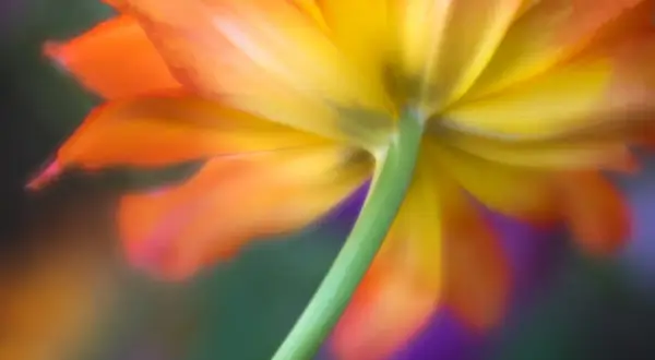 Abstract view of a vibrant orange and yellow flower, showing its underside and stem. A beautiful example of how to photograph flowers with soft focus and color.