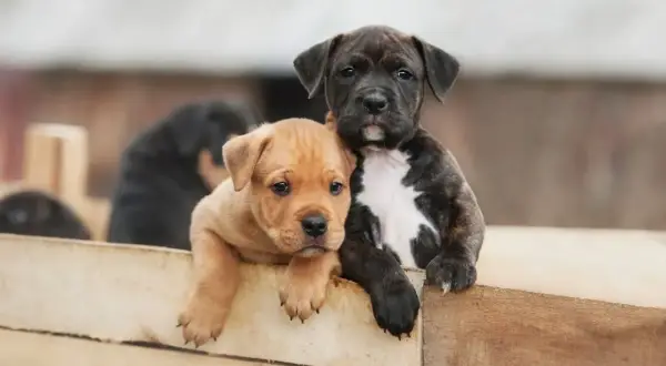 Dwa szczenięta amstaff, jedno rude, drugie pręgowane, wyglądają zza drewnianego płotka. Cena amstaff może być różna.