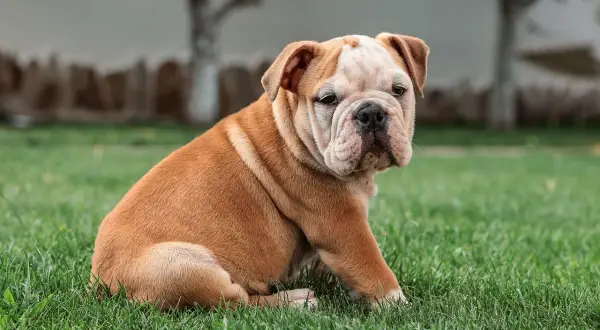 Uroczy buldog angielski siedzi na trawie. To jeszcze szczeniak, więc jego czas bycia małym psem jest cenny.