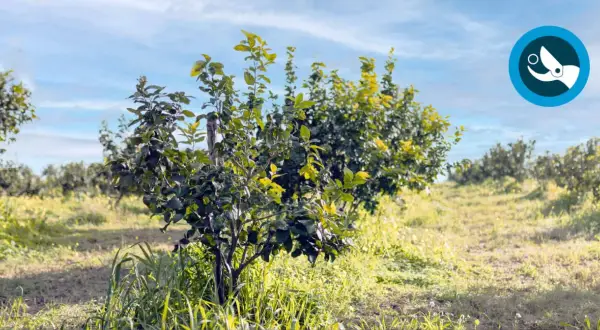 Un giovane albero di limoni in un campo soleggiato, pronto per quando si raccolgono i limoni.