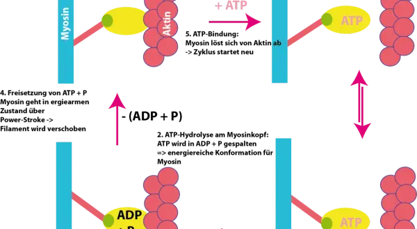 Schema der Gleittheorie der Muskelkontraktion: Myosin bindet an Aktin, löst sich mit ATP, bildet Querbrücken und verschiebt das Filament.