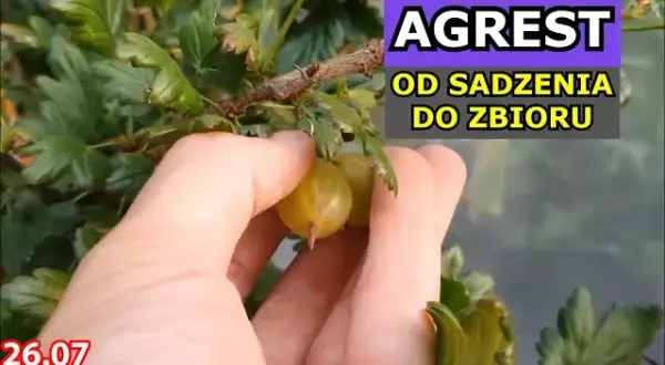 Sekret agrestu: Jaka gleba zapewni Ci najlepsze zbiory?