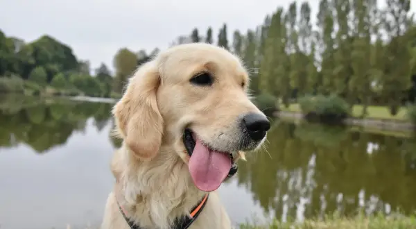 Uśmiechnięty golden retriever z językiem na wierzchu, siedzący nad jeziorem.