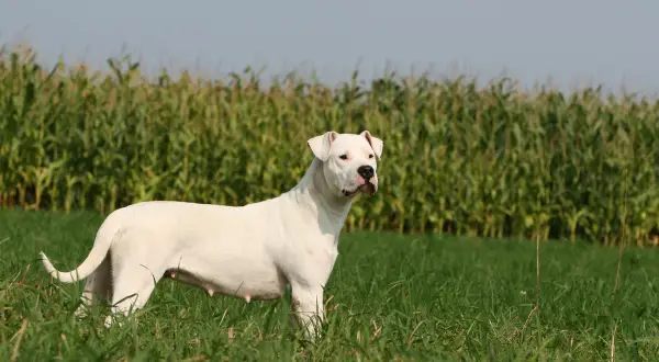 Ein weißer Dogo Argentino steht auf einer grünen Wiese vor einem Maisfeld.