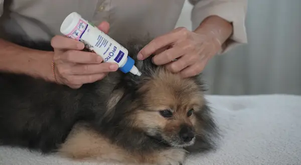 Persona aplica gotas en la oreja de un perro Pomerania para limpiar sus oídos.