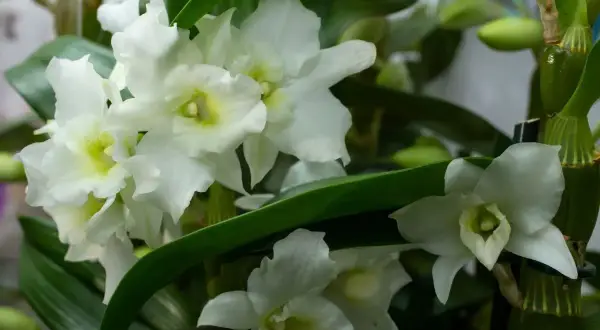 Kwitnący kwiat dendrobium nobile, z białymi płatkami i zielonymi liśćmi, tworzy bukiet elegancji.