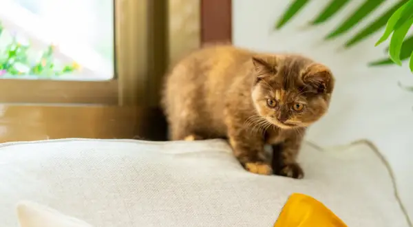 Un cucciolo di gatto dal pelo fulvo e occhi ambrati, perfetto tra le razze di gatti da appartamento, osserva curioso da un cuscino vicino a una finestra.