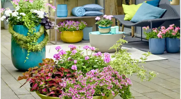 Kolorowe kompozycje z pelargonii w donicach, pokazujące, czym łączyć pelargonie, by stworzyć efektowne aranżacje na tarasie.