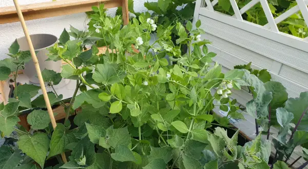 Zuckererbsen-Pflanzen mit weißen Blüten wachsen in einem Hochbeet. Der Standort ist sonnig und geschützt.