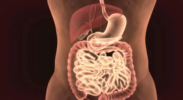 Anatomia układu pokarmowego: żołądek, wątroba, jelita.