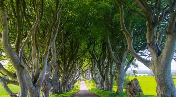 En allé av gamla träd där Game of Thrones spelades in.