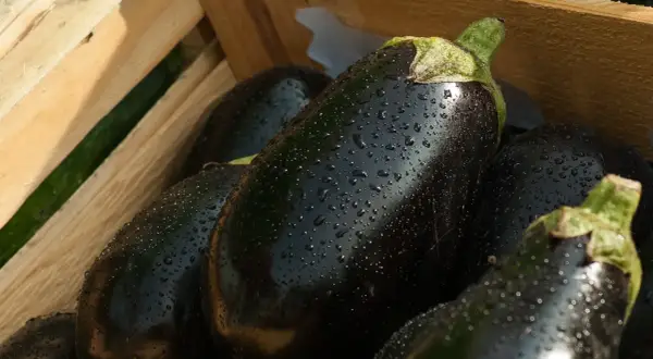 Berenjenas frescas y brillantes con gotas de agua, listas para comer berenjena cruda.