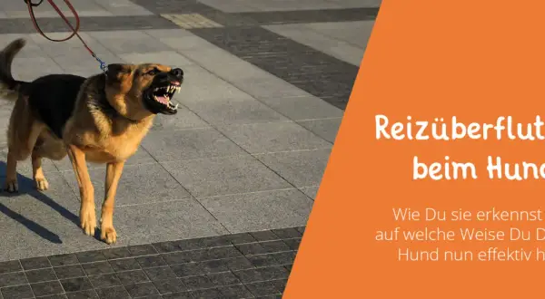 Ein wütender Hund reagiert auf alle Reize, bellt und zeigt die Zähne. Daneben steht ein Mensch mit Jeans und Turnschuhen.