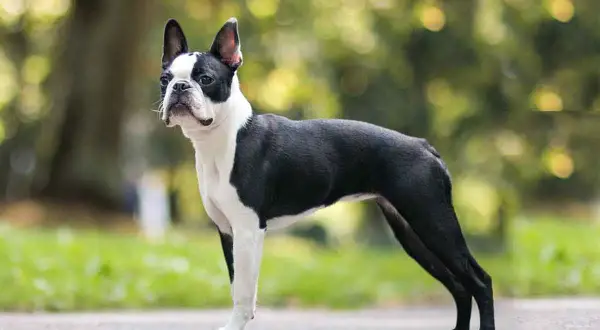 Elegancki boston terrier w czarno-białym umaszczeniu, stojący na zewnątrz. Choć uroczy, boston terrier wady mogą obejmować problemy zdrowotne.