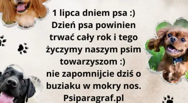 Kiedy jest dzień psa? Sprawdź daty i znaczenie tego wyjątkowego dnia