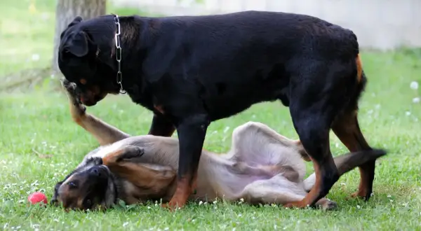 Rottweiler stoi nad leżącym na plecach psem, który wygląda, jakby uczył się, jak zdominować psa.