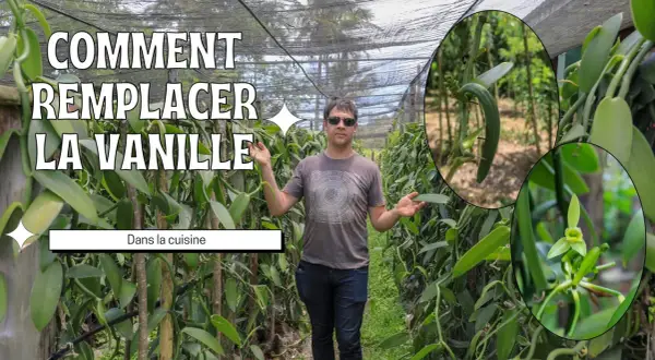 Un homme se tient dans une plantation de vanille, montrant comment remplacer la gousse de vanille dans la cuisine. Gros plans sur une gousse et une fleur de vanille.