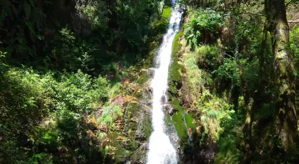 Cascada del Pozo da Onza, un torrente blanco cae por rocas cubiertas de musgo y vegetación exuberante, creando un remanso de paz en el bosque.