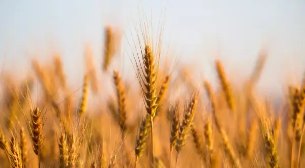 Épis de blé dorés sous le soleil. La différence entre blé d'hiver et blé de printemps se voit dans leur maturité.