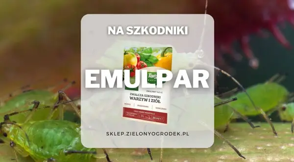 Emulpar 940 EC zwalcza mszyce i inne szkodniki warzyw i ziół. Termin stosowania: cały okres wegetacji.