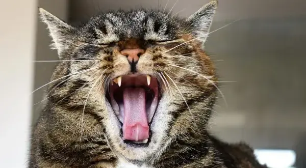 ¿A mi gato se le caen los dientes? Causas y soluciones urgentes