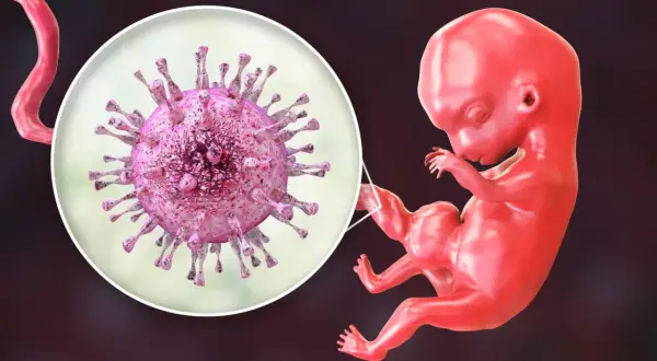 Powiększony wirus cytomegalii zagraża płodowi w łonie matki. Cytomegalia w ciąży może mieć poważne konsekwencje.
