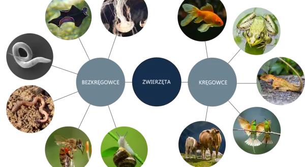 Ilustracja przedstawia podział zwierząt na bezkręgowce (np. dżdżownica, meduza) i kręgowce (np. ryba, żaba, krowa), ukazując różnorodność królestwa zwierząt w biologii.