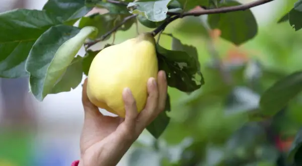 Eine Hand pflückt eine reife, gelbe Quitte vom Baum. Die Blätter sind grün und üppig. Es ist Quittenzeit!