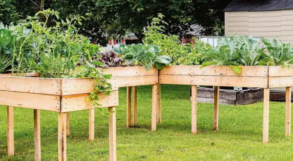 Orto in cassoni rialzati con pomodori, cavoli e bietole. Un giardino verticale che cresce rigoglioso sull'erba.