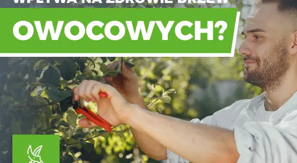 Cięcie drzew owocowych: Kiedy, jak i dlaczego to klucz do sukcesu?
