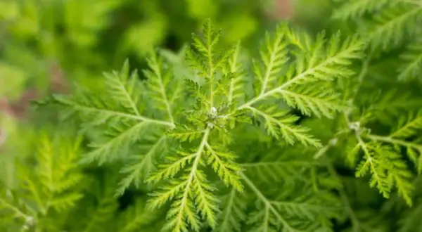 Nahaufnahme von Artemisia annua Blättern. Die Pflanze wird für ihre Wirkung auf die Psyche erforscht.
