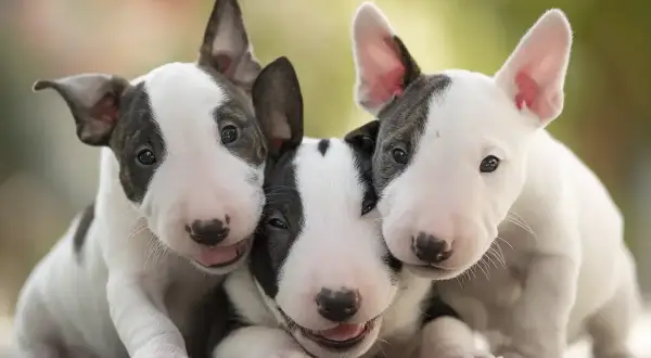 Trzy urocze szczenięta bull terrier, które w przyszłości mogą być uznawane za najgroźniejsze psy, teraz wyglądają na niewinne i przyjazne.