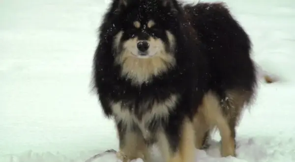Czarny fiński lapphund z kremowymi znaczeniami, w śniegu, z kością. Hodowla tych psów to pasja.