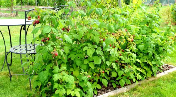 Piękny pomysł na maliny w ogrodzie. Krzewy malin obficie owocują, a obok stoi stolik z krzesłem, idealne miejsce na letni relaks.
