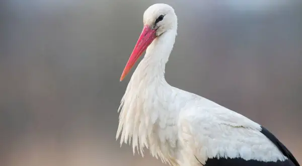 Bocian: ile waży? Od 70g do 4,5kg poznaj sekrety ich masy